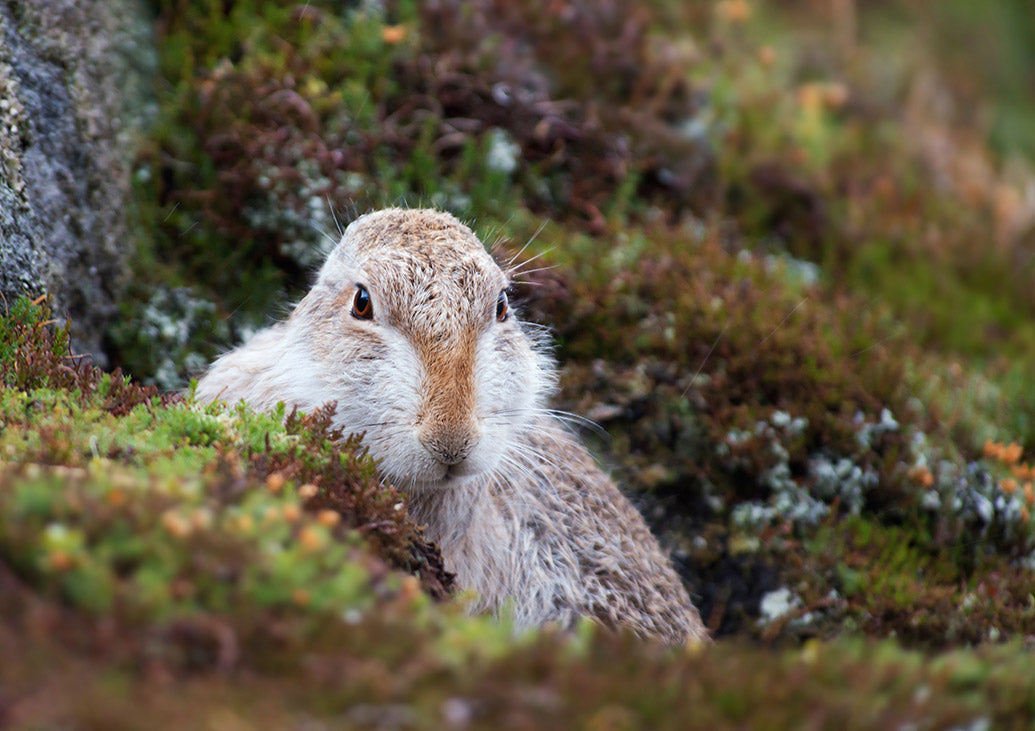 UK Wildlife Wall Calendar