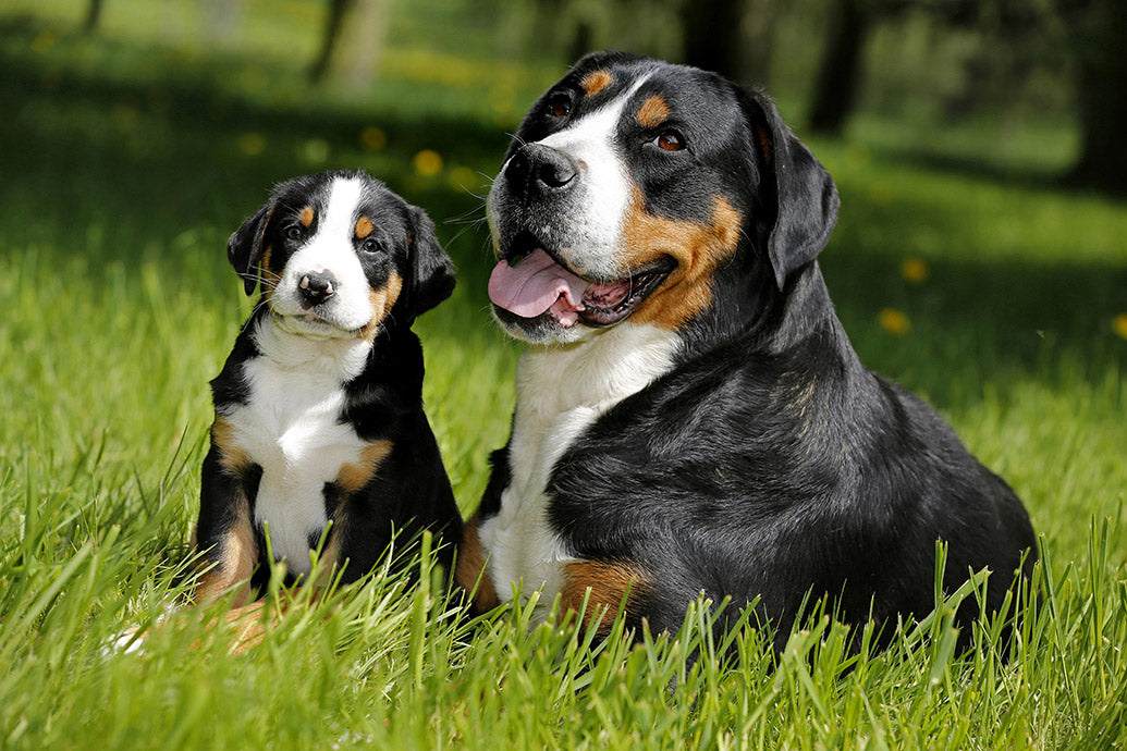 Dog Companions Wall Calendar