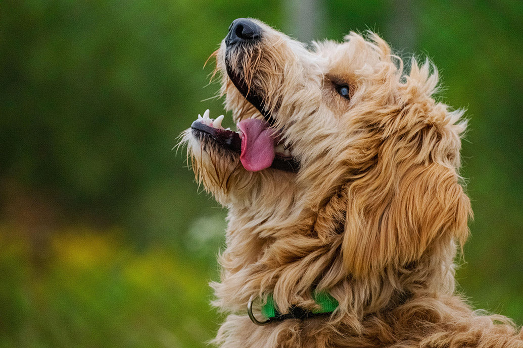 Dog Companions Wall Calendar