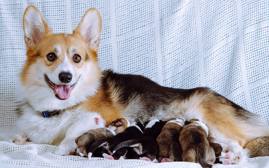 Dog Companions Premium Calendar