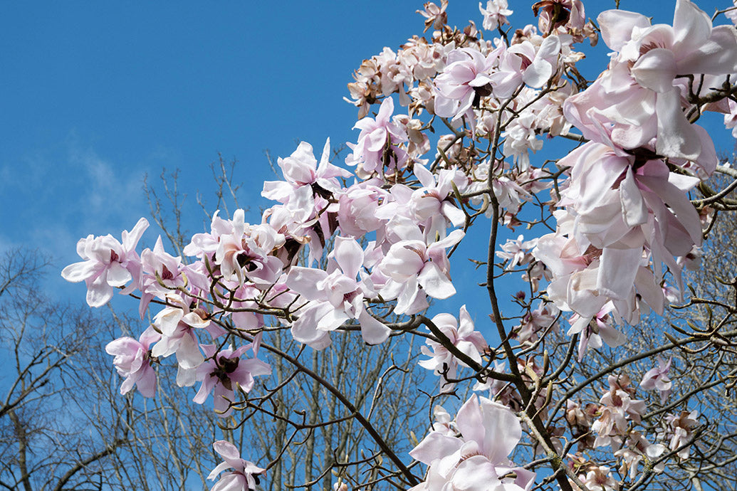 UK Gardens Premium Calendar