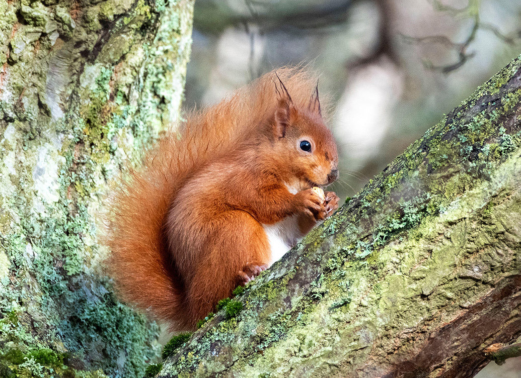 UK Wildlife Wall Calendar