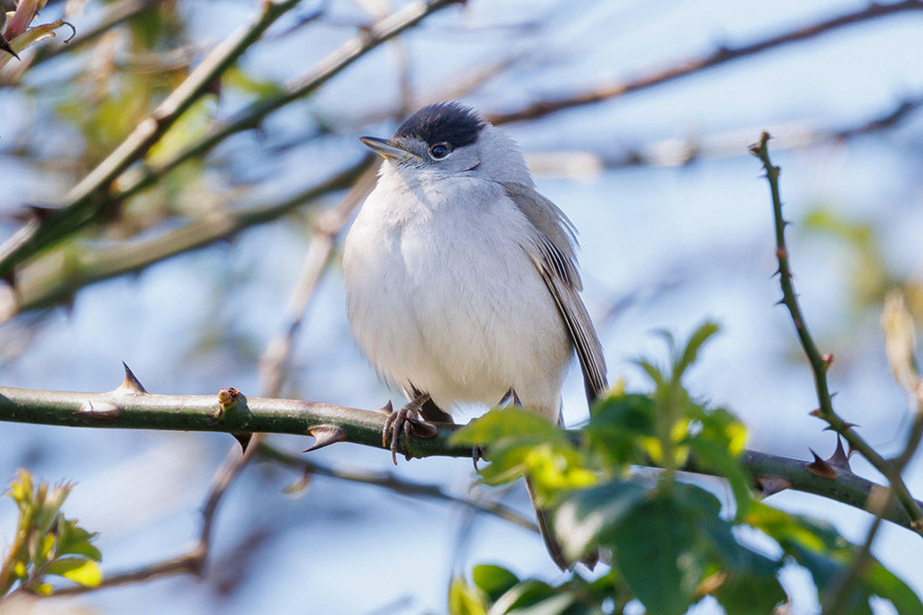 UK Wildlife Premium Calendar