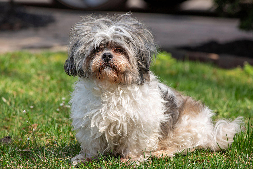 Dog Companions Premium Calendar