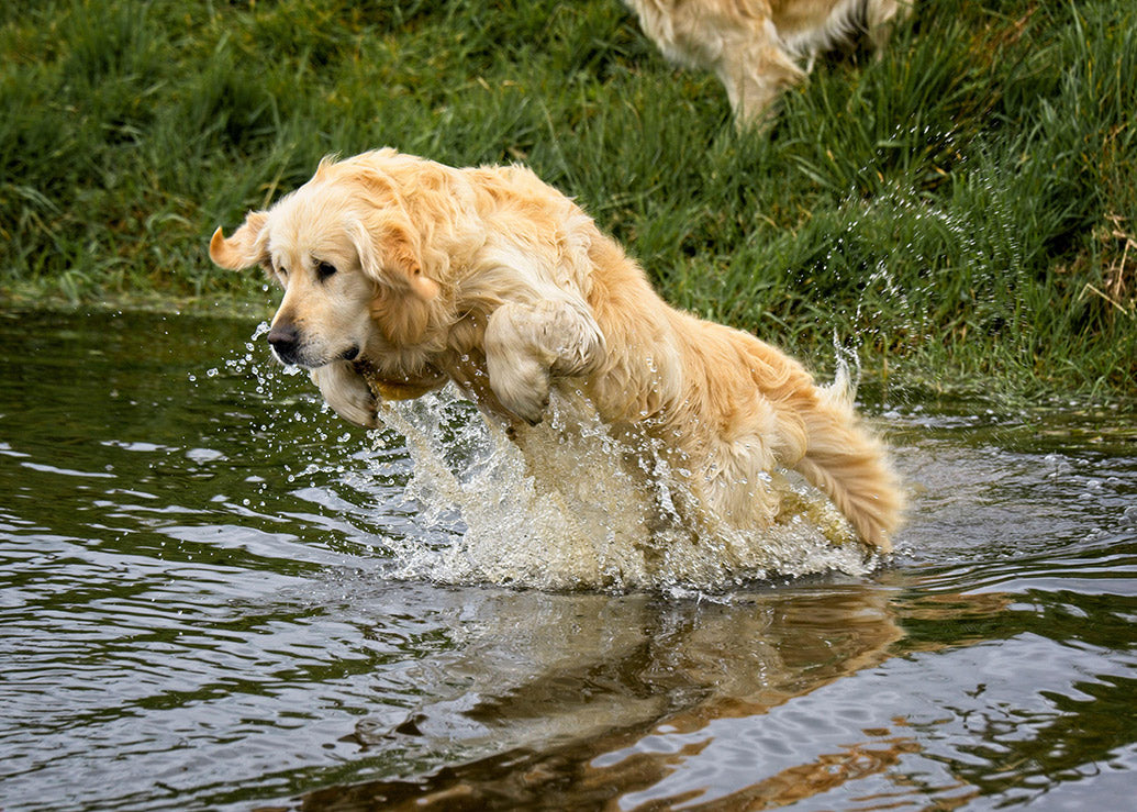 Dog Companions Wall Calendar