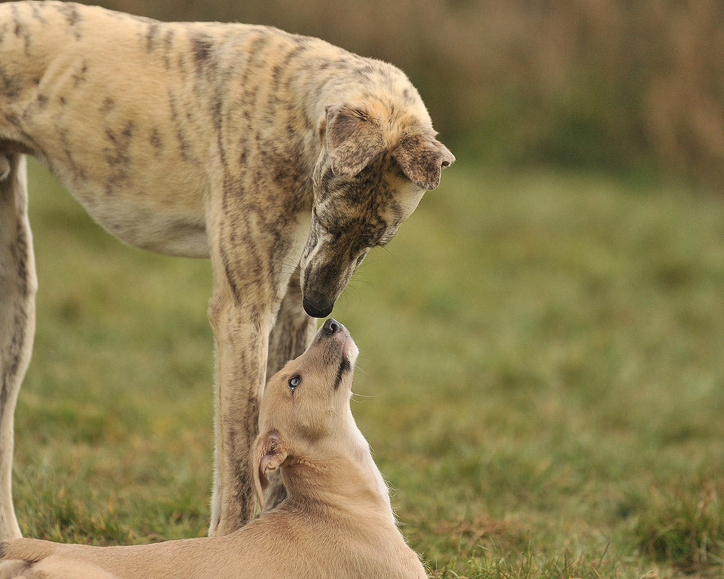 Dog Companions Premium Calendar