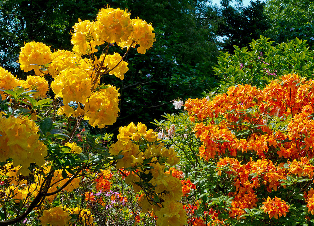 UK Gardens Desk Calendar
