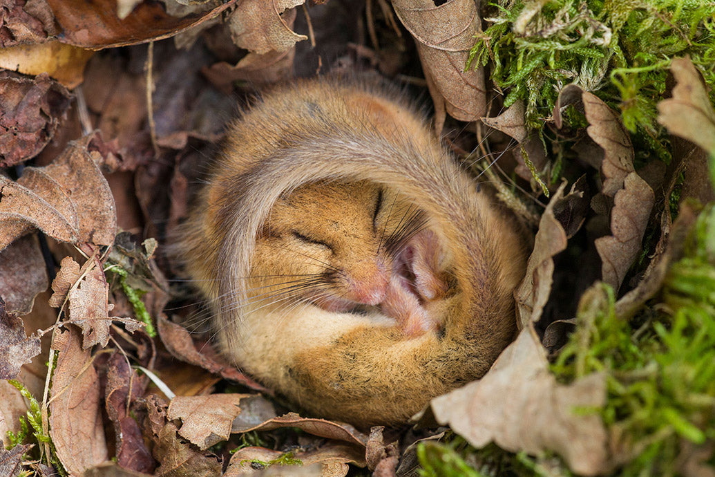 UK Wildlife Wall Calendar