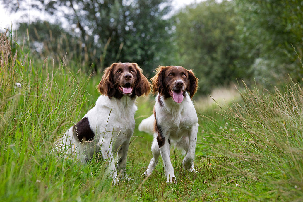 Dog Companions Wall Calendar