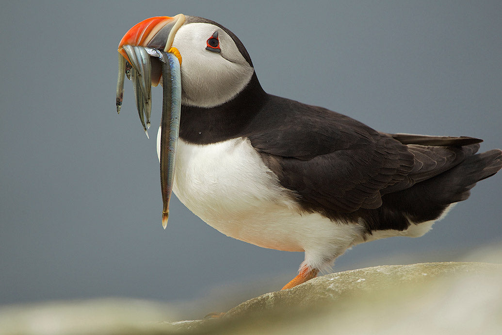 UK Wildlife Wall Calendar