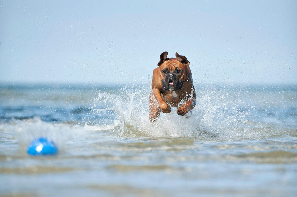 Dog Companions Wall Calendar