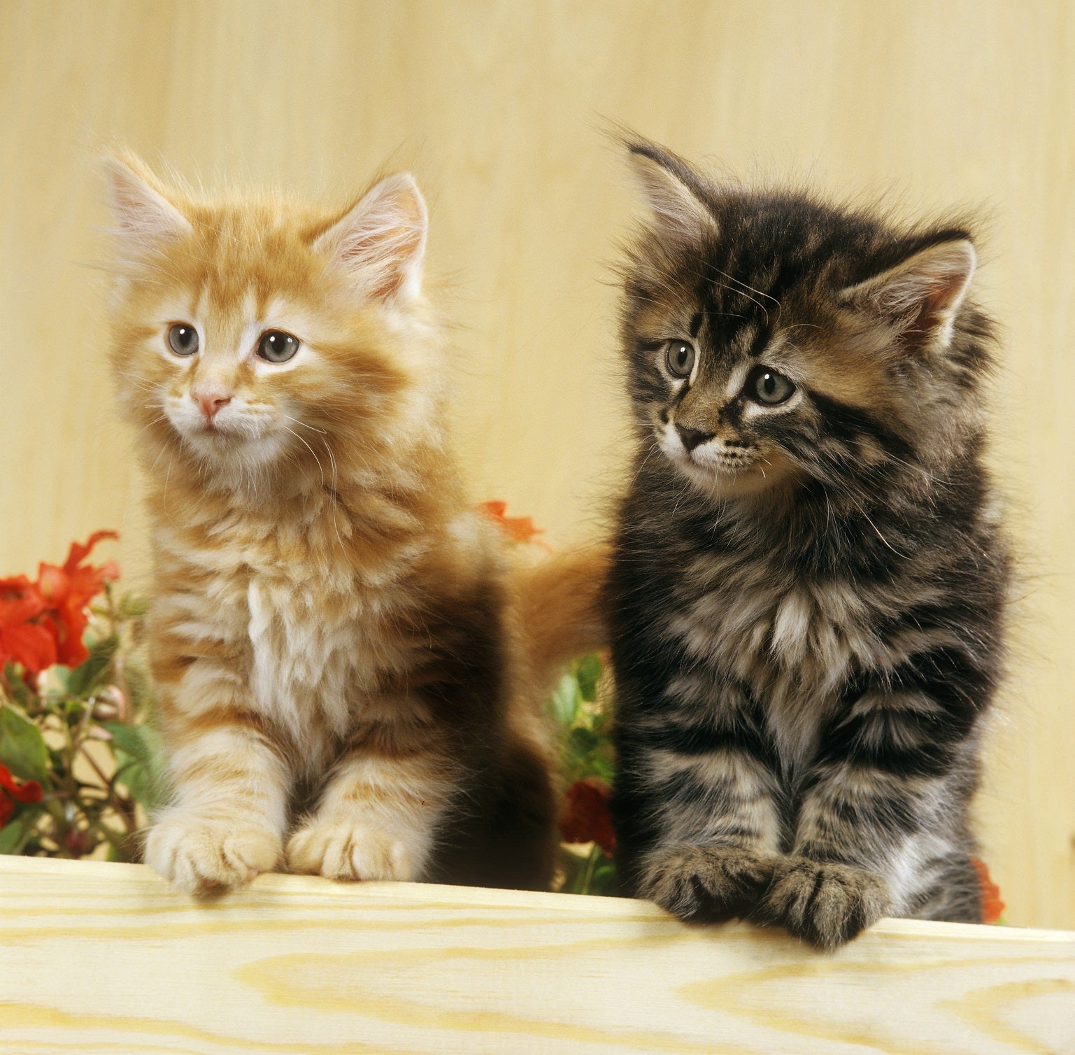 Kittens, Furry Friends Wall Calendar