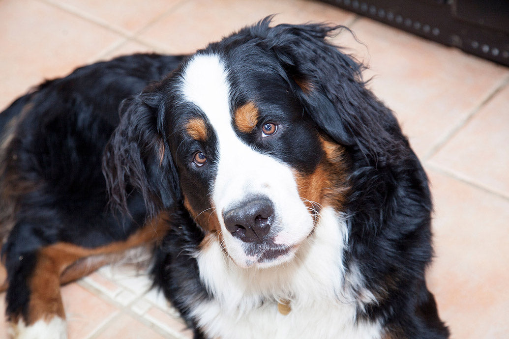 Dog Companions Wall Calendar