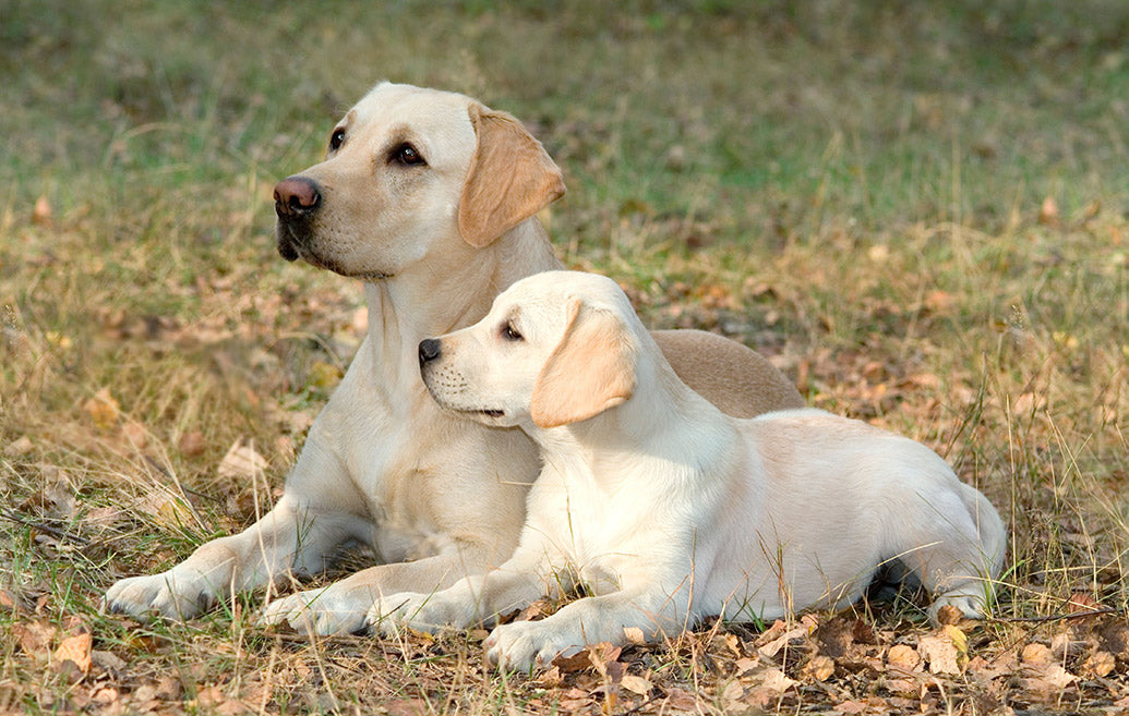 Dog Companions Wall Calendar