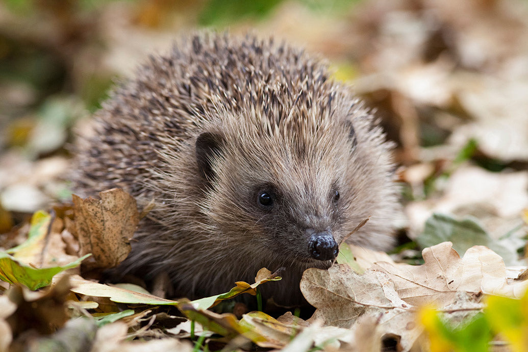 UK Wildlife Wall Calendar
