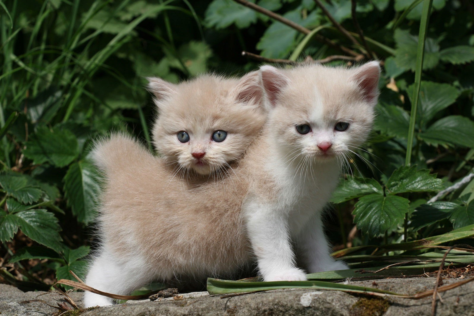 Kittens, Furry Friends Wall Calendar