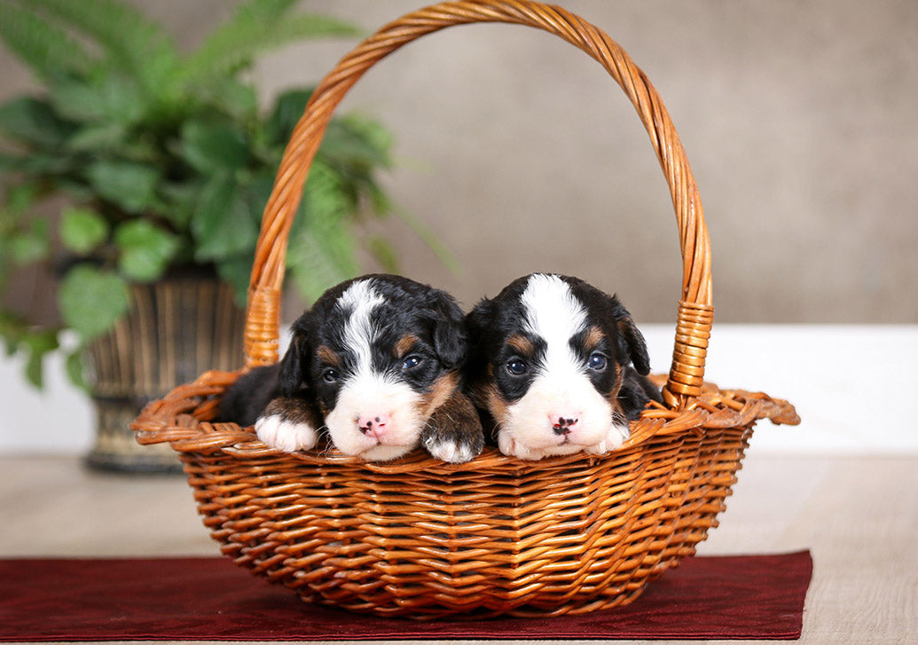 Dog Companions Wall Calendar