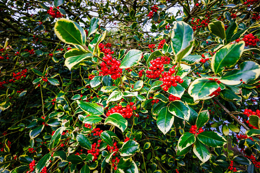 UK Gardens Wall Calendar