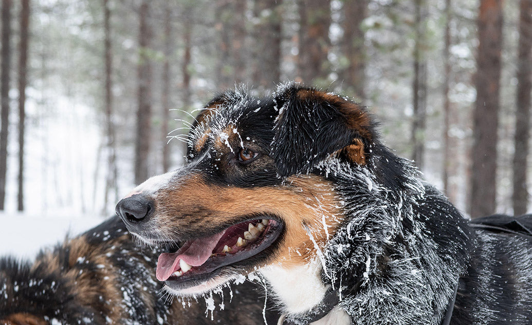 Dog Companions Wall Calendar