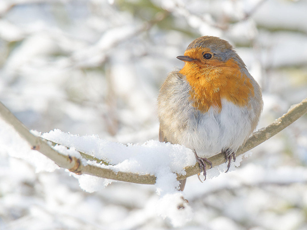 UK Wildlife Wall Calendar