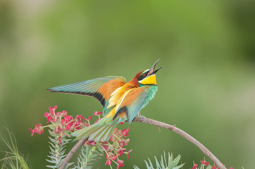 Wildlife Earth Wall Calendar