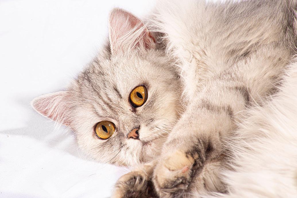 Kittens, Furry Friends Wall Calendar