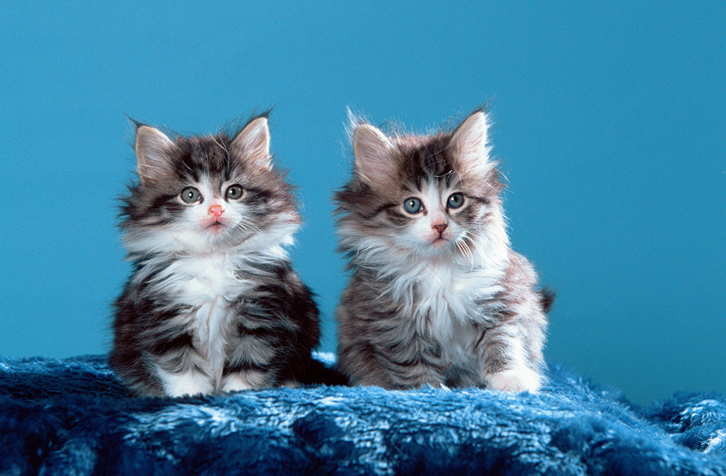 Kittens, Furry Friends Wall Calendar