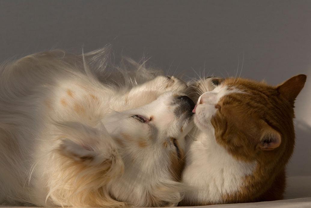 Pets Friends Wall Calendar