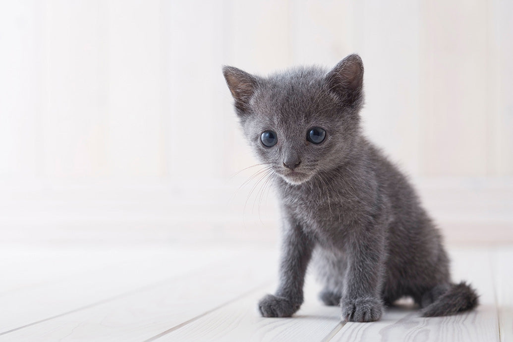 Kittens, Furry Friends Wall Calendar