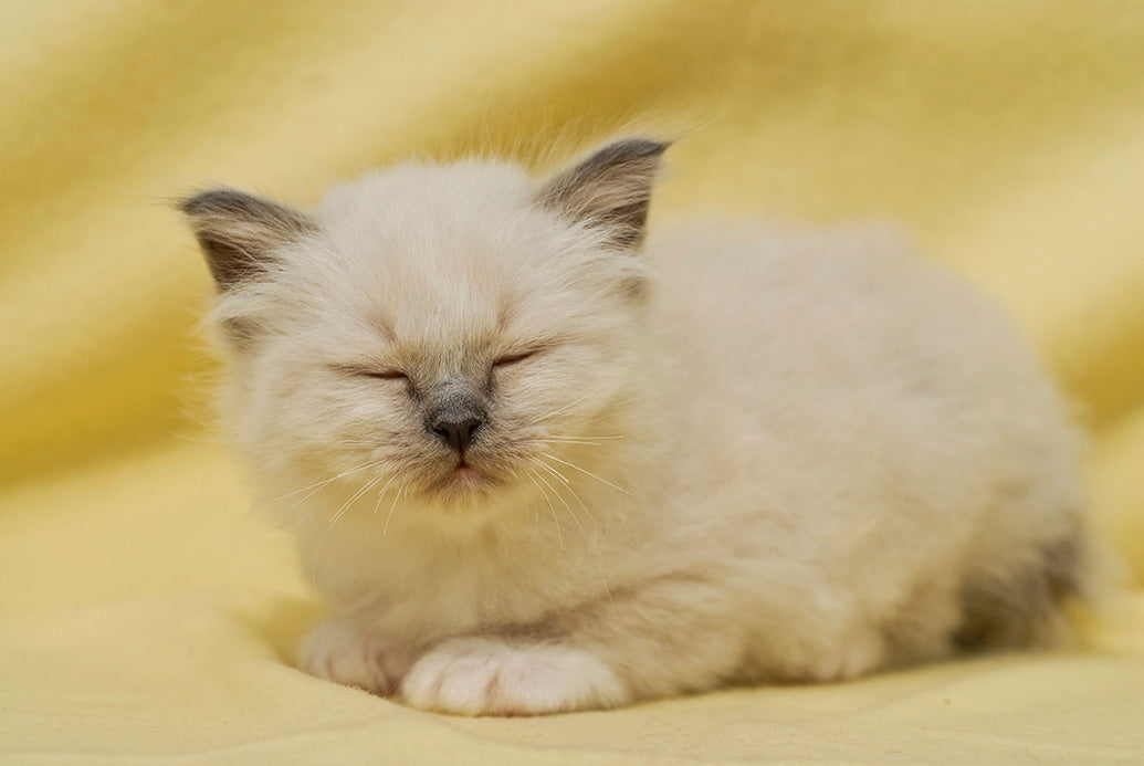 Kittens, Furry Friends Wall Calendar
