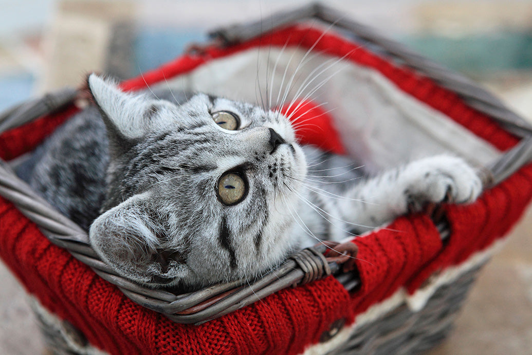 Kittens, Furry Friends Wall Calendar
