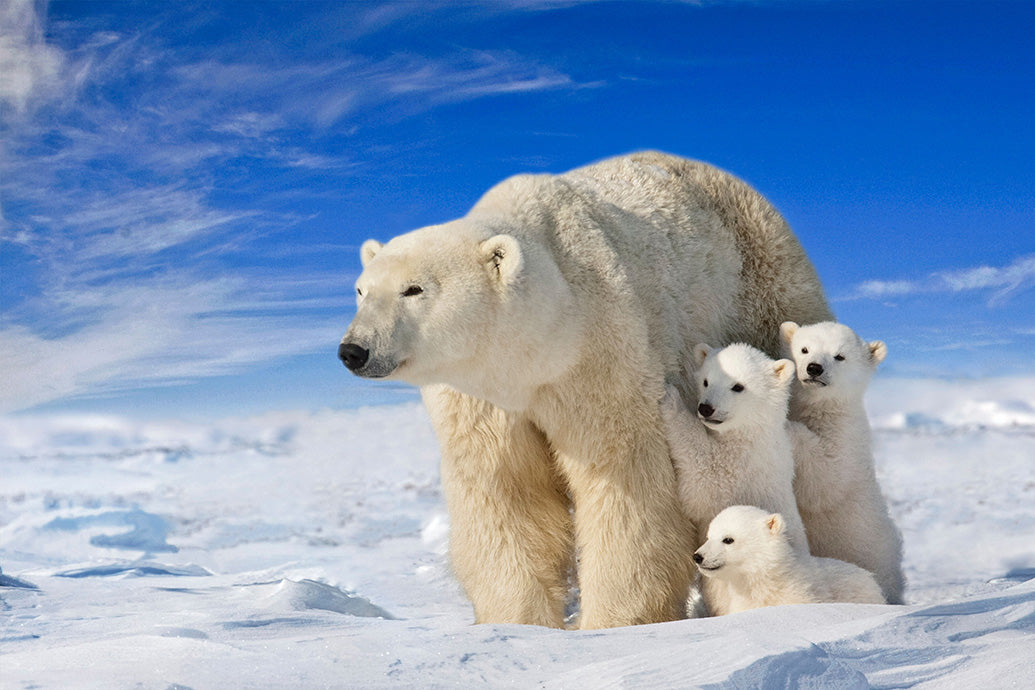 Wildlife Earth Wall Calendar