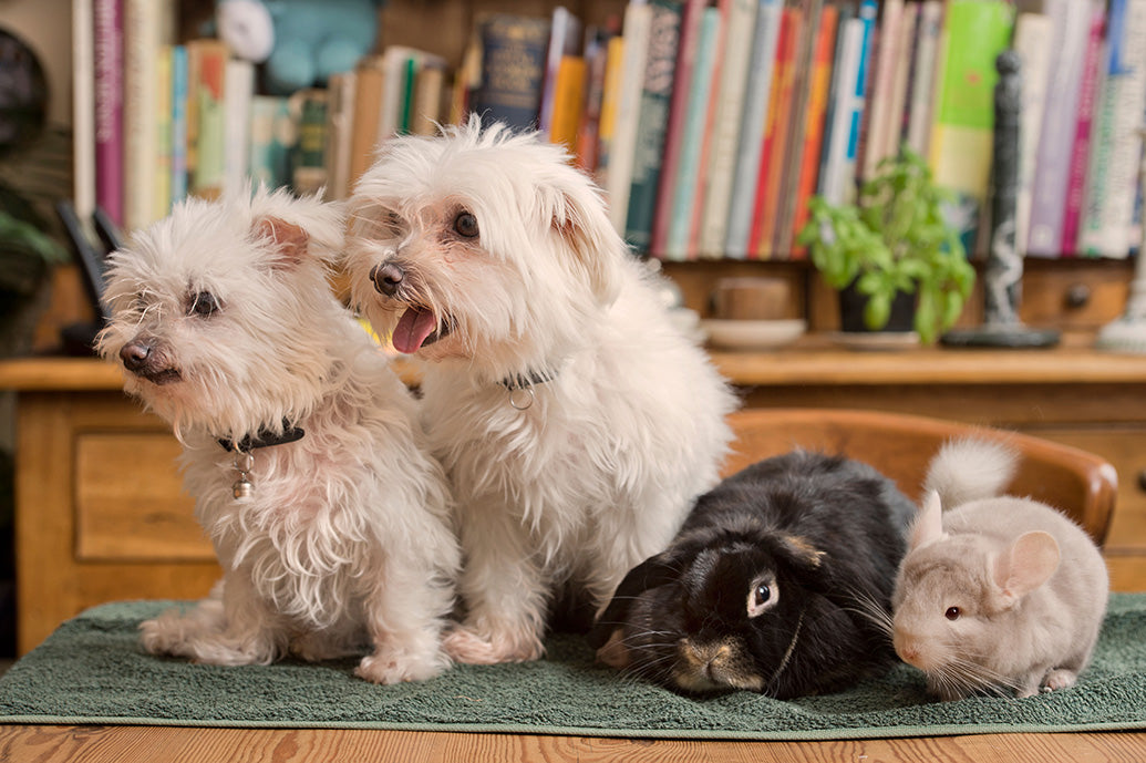 Pets Friends Wall Calendar