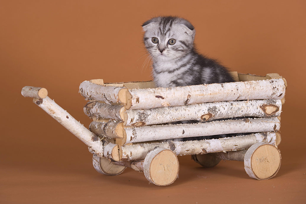 Kittens, Furry Friends Wall Calendar