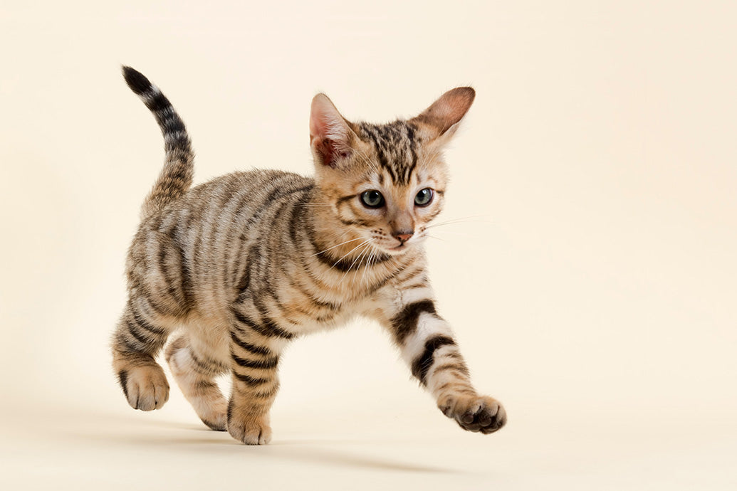 Kittens, Furry Friends Wall Calendar