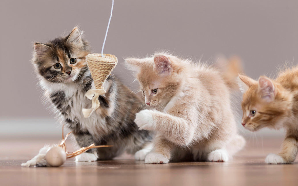 Kittens, Furry Friends Wall Calendar