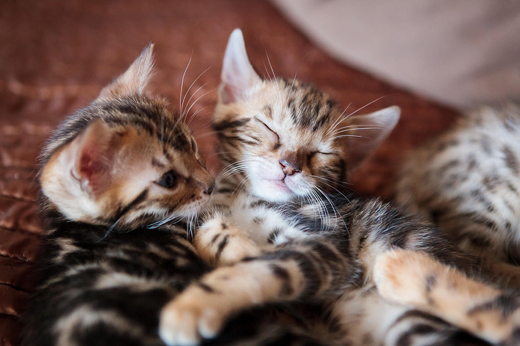 Kittens, Furry Friends Wall Calendar