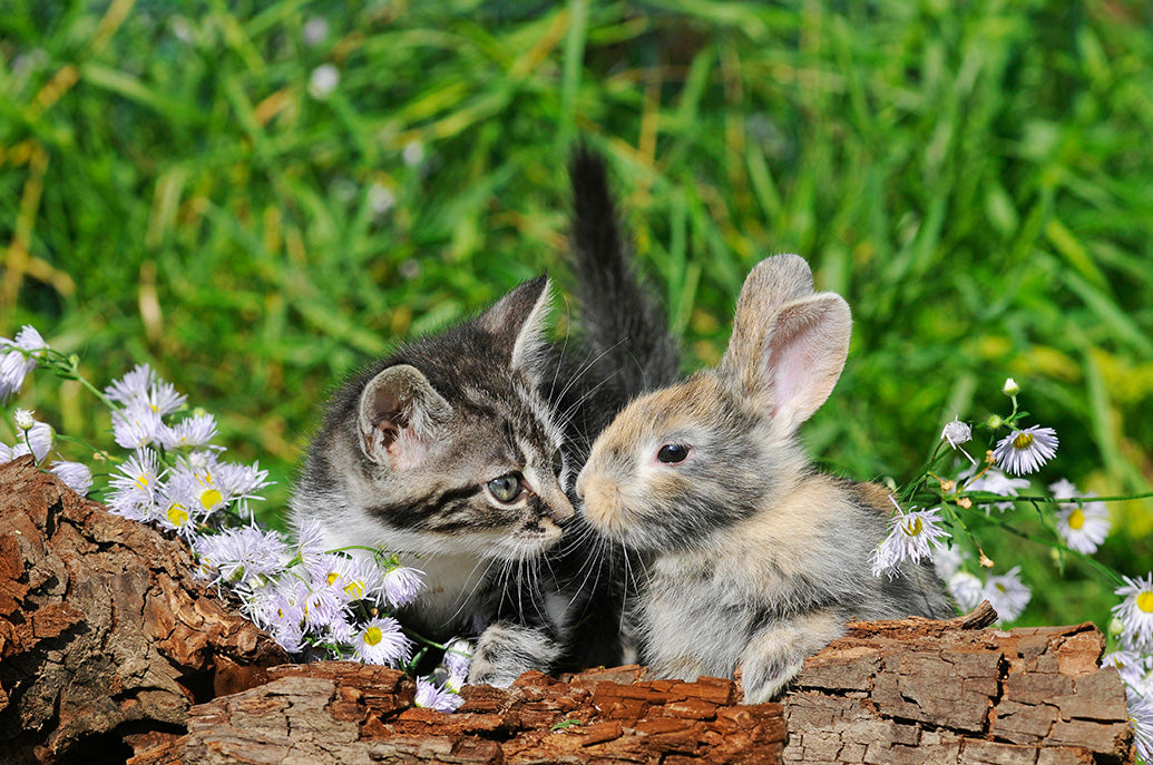 Kittens, Furry Friends Wall Calendar