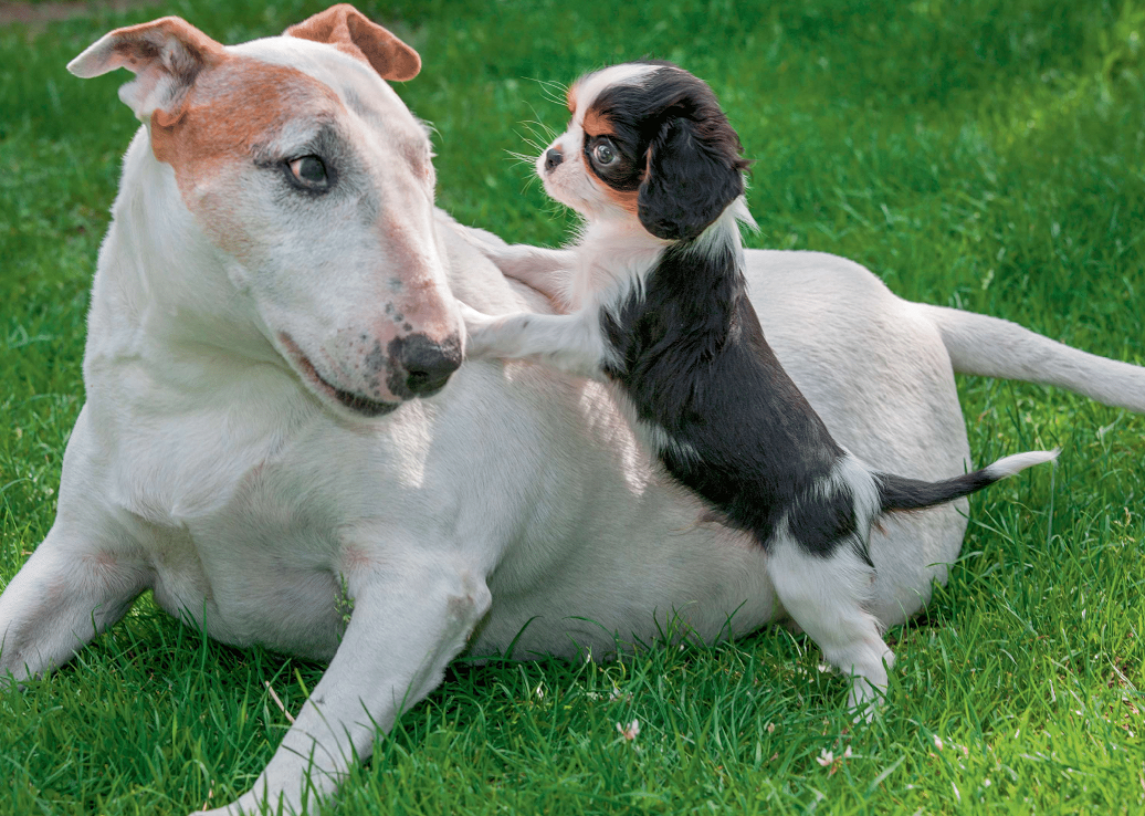 Dog Companions Wall Calendar