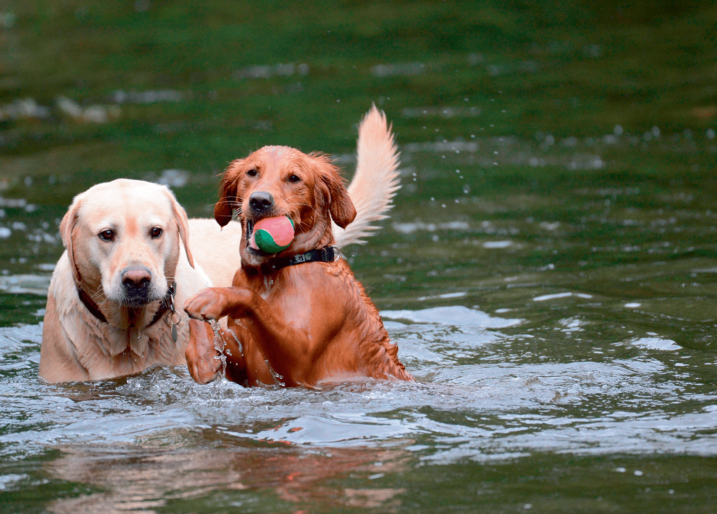 Dog Companions Wall Calendar