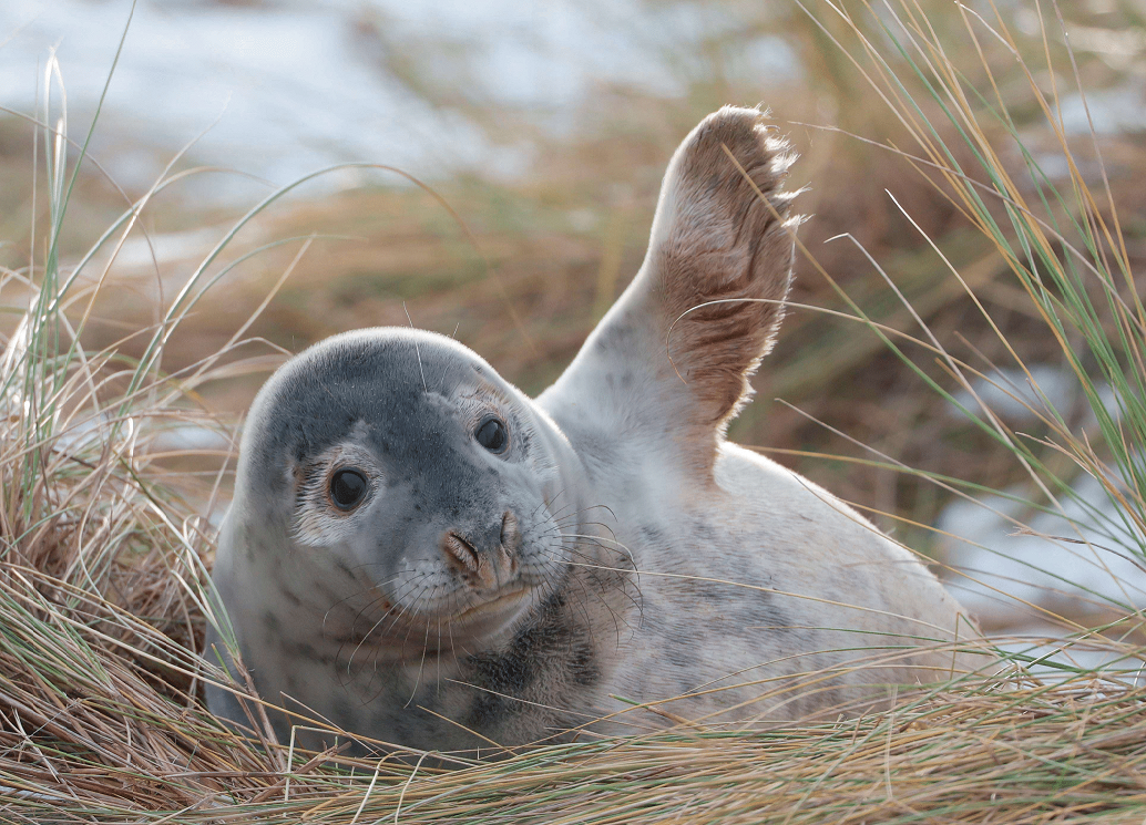 UK Wildlife Desk Calendar