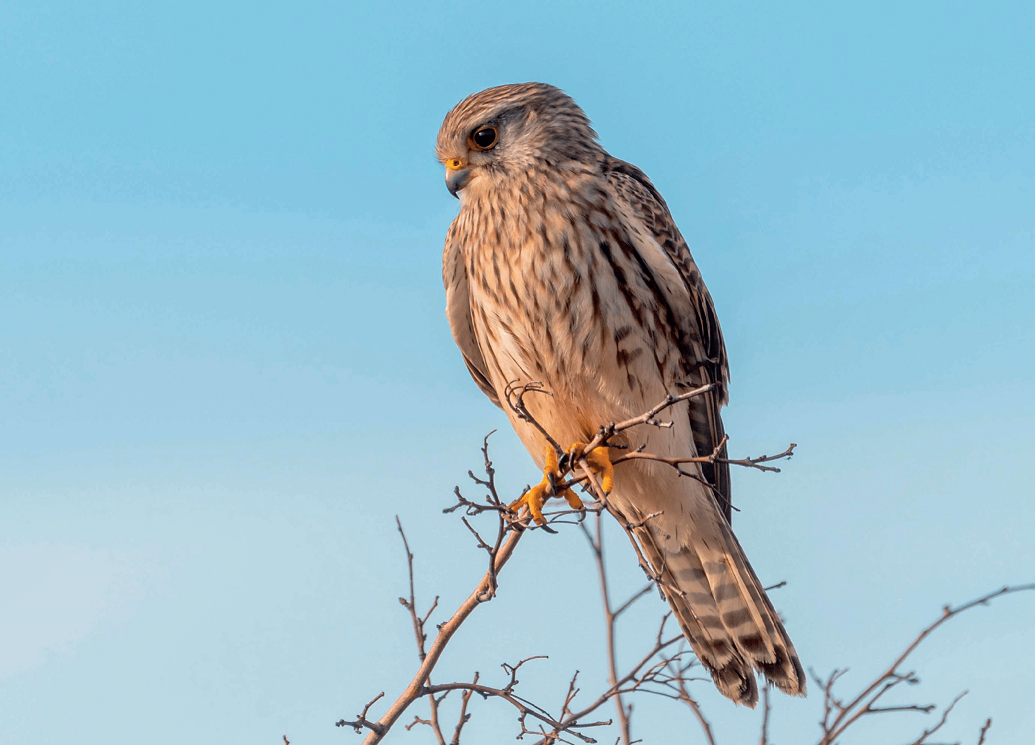 UK Wildlife Wall Calendar