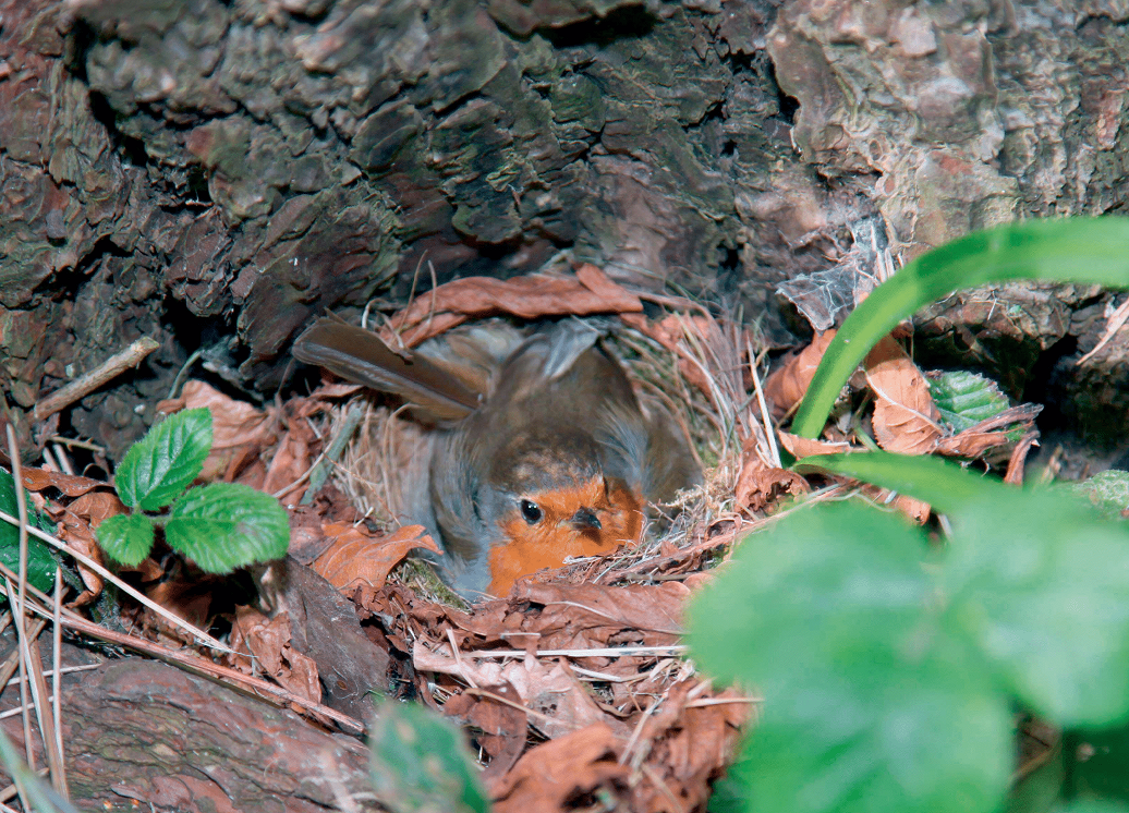 UK Wildlife Wall Calendar