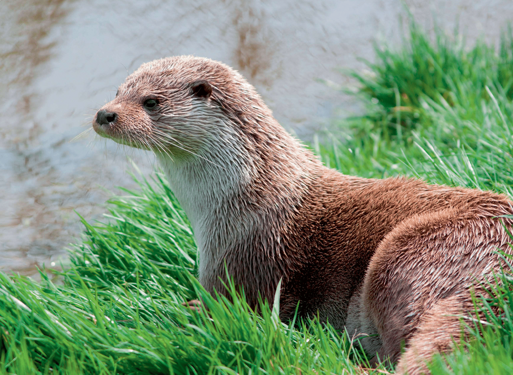 UK Wildlife Wall Calendar