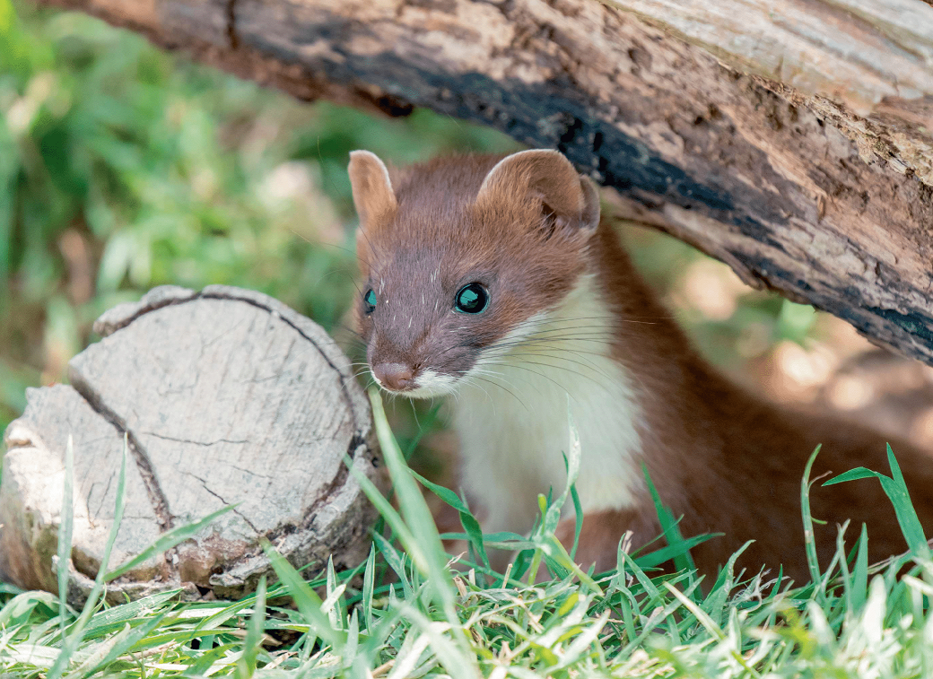 UK Wildlife Wall Calendar