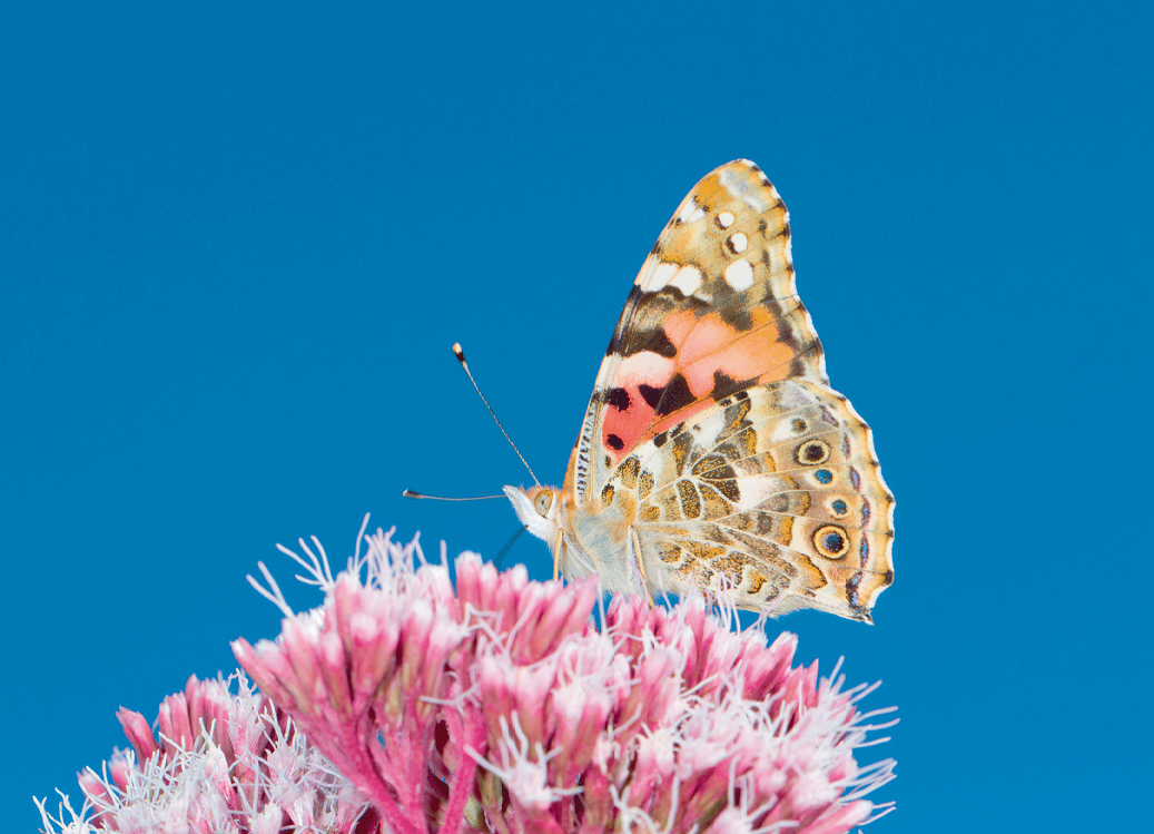 UK Wildlife Wall Calendar