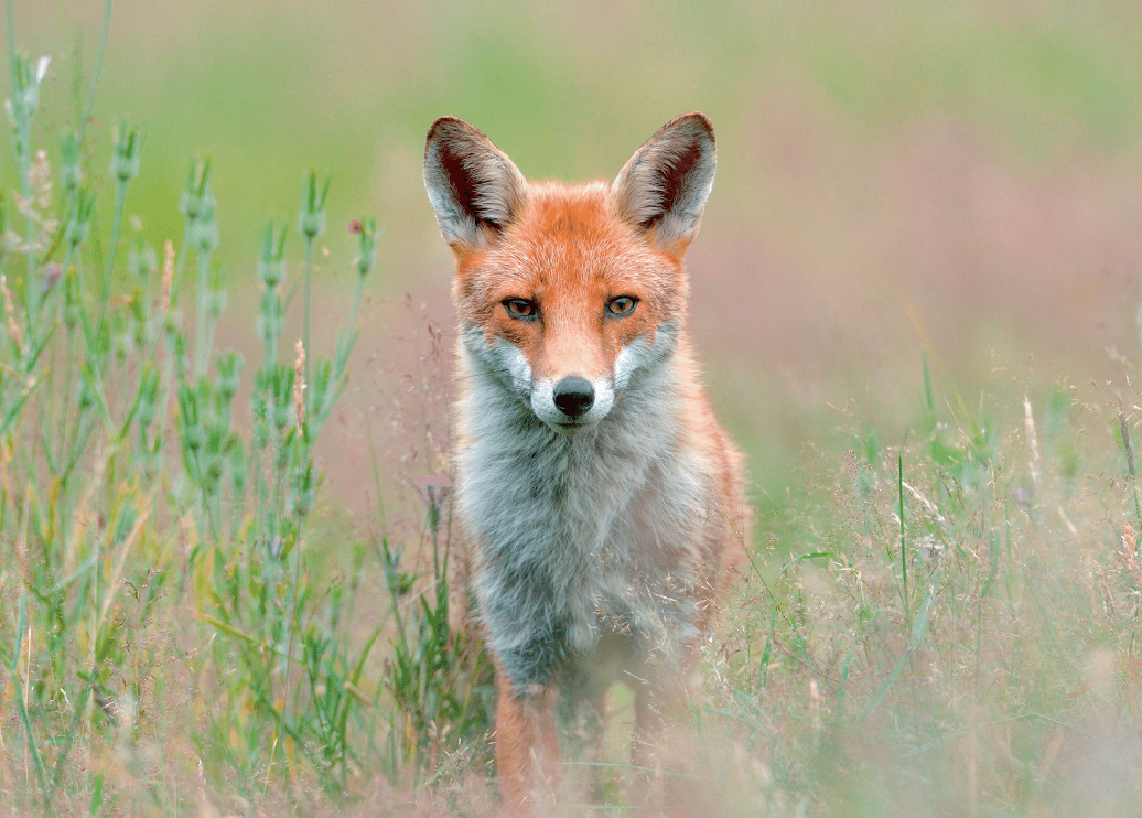 UK Wildlife Wall Calendar