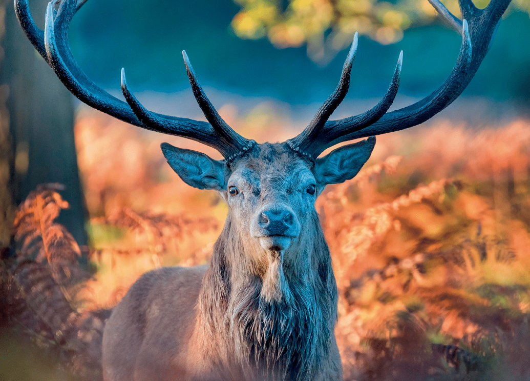 UK Wildlife Desk Calendar