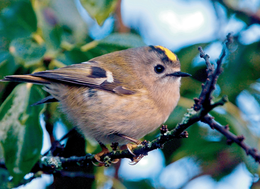 UK Wildlife Wall Calendar