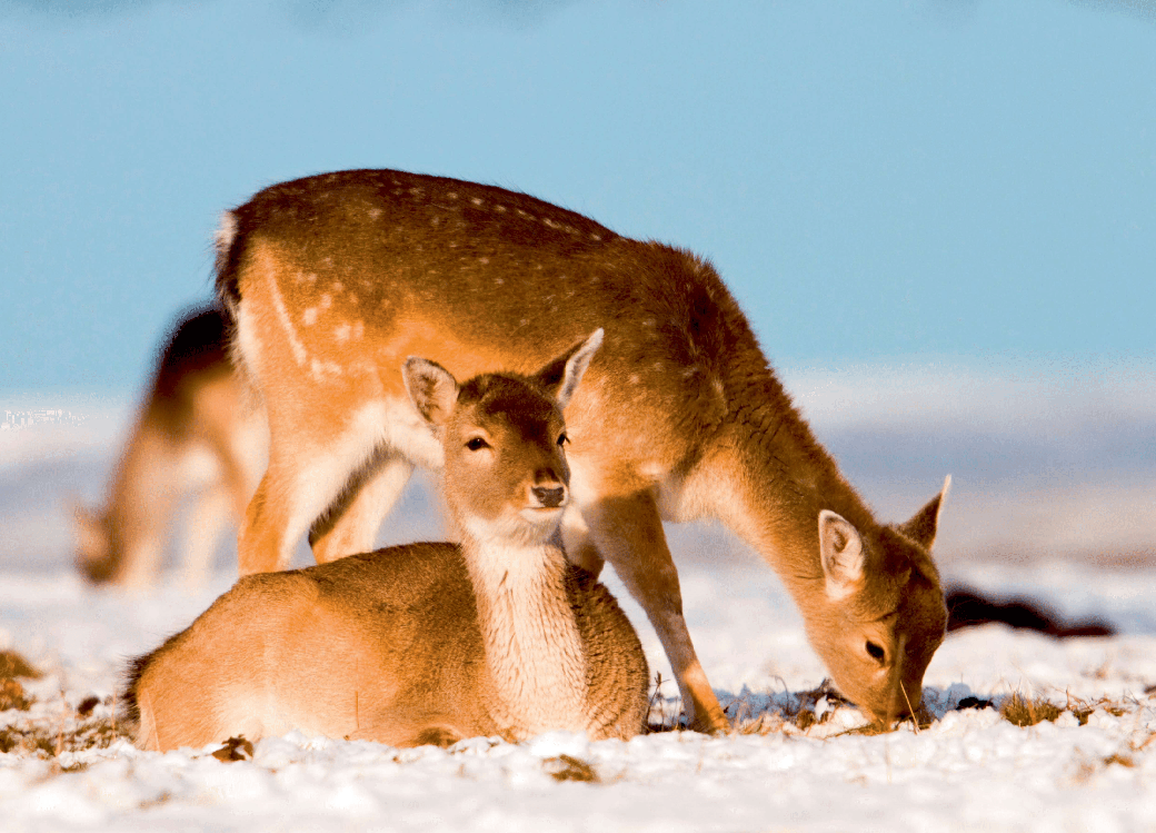 UK Wildlife Desk Calendar